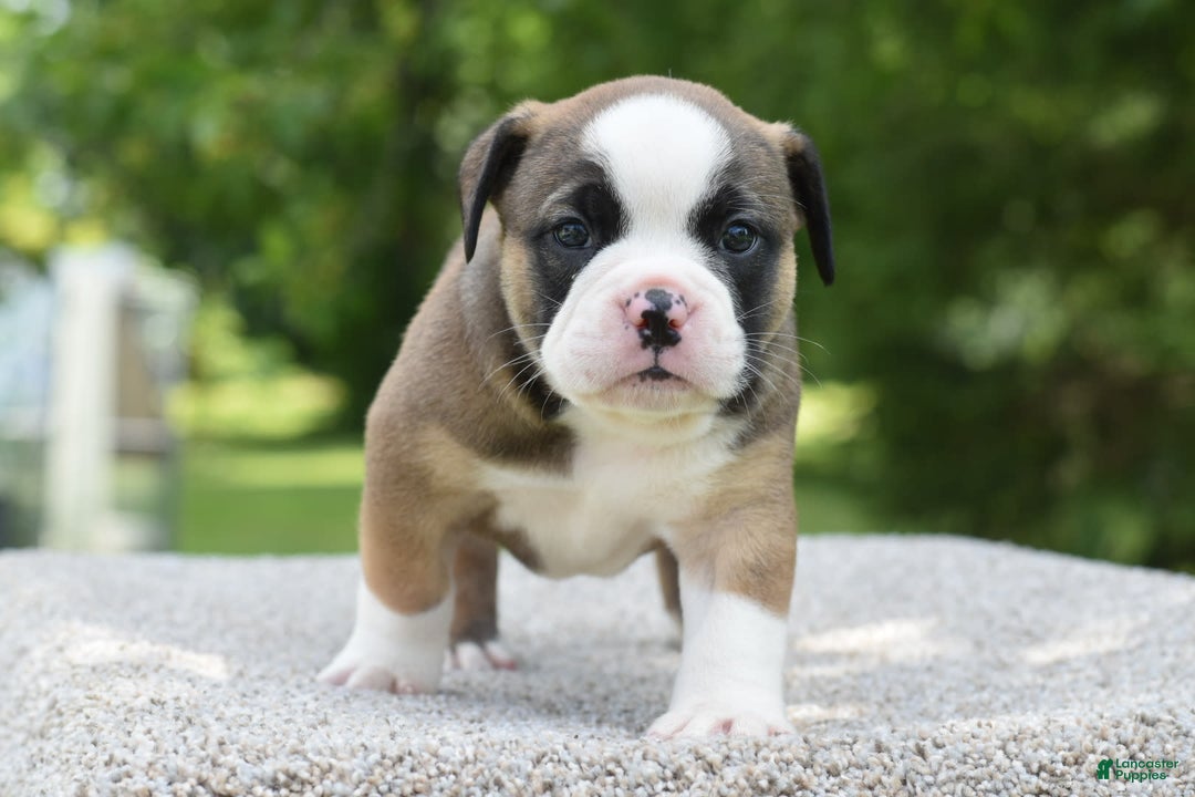 French Bulldog dogs for sale: Bentley mini bulldogge - Image 24