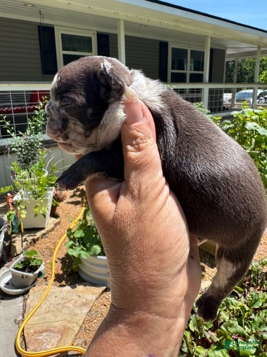 French Bulldog dogs for sale: Hope - Image 9