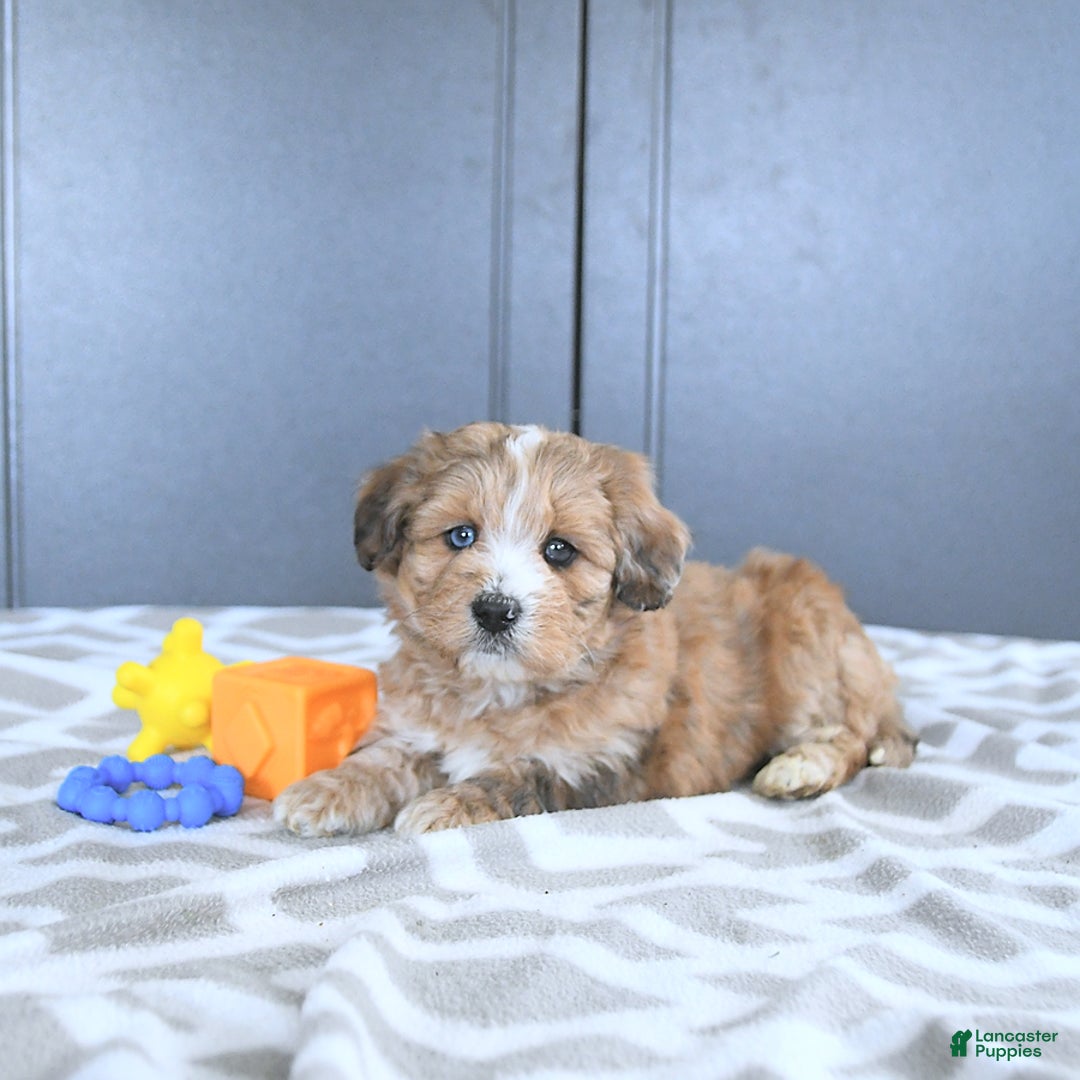 Mini Bernedoodle dogs for sale: Karter - Image 2