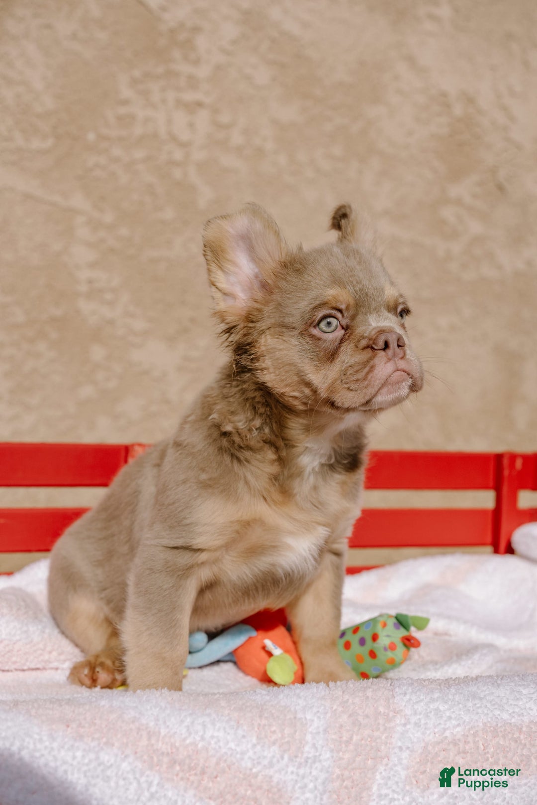 French Bulldog dogs for sale: Aidan - Image 2