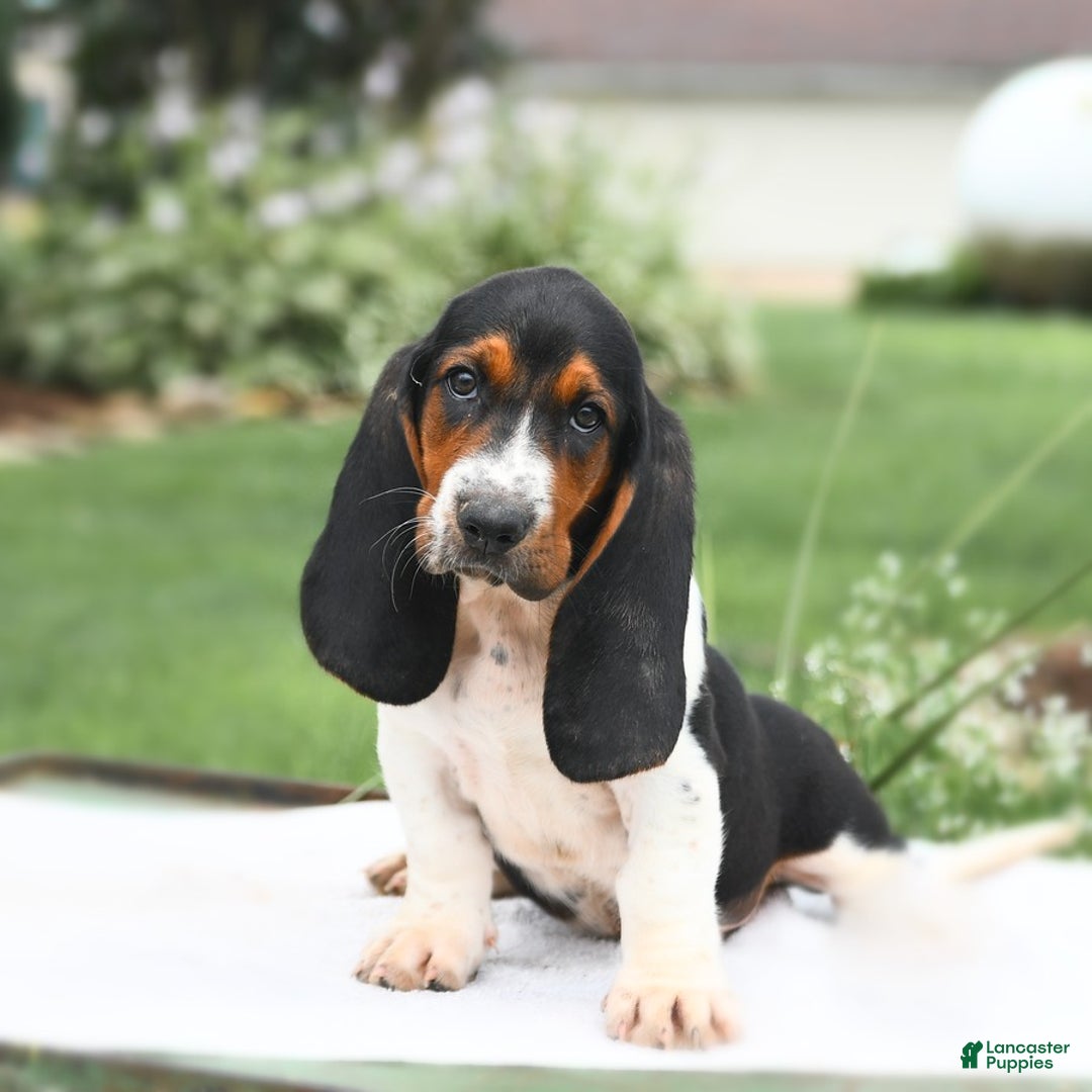 Basset Hound dogs for sale: Cleveland - Image 2