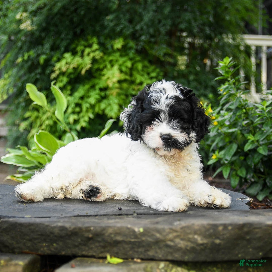 Cavapoo dogs for sale: Teddy - Image 4