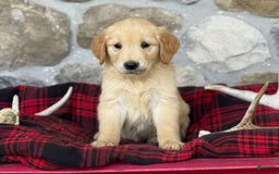 Golden Retriever dogs for sale: Sonya - Image 4