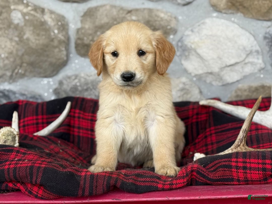 Golden Retriever dogs for sale: Sonya - Image 4