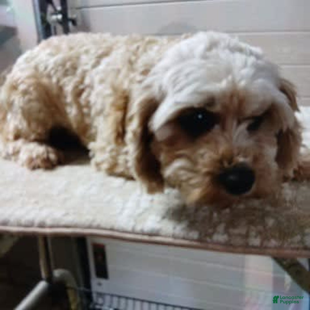 Cavapoo dogs for sale: Sharla - Image 6