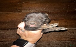 Gerberian Shepsky dogs for sale: Tru - Image 2