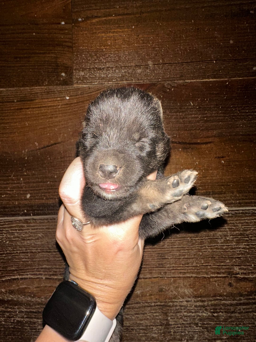 Gerberian Shepsky dogs for sale: Tru - Image 2