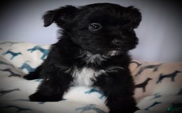 Morkie dogs for sale: Ryker - Image 7