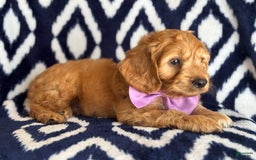 Cockapoo dogs for sale: Bubba - Image 2