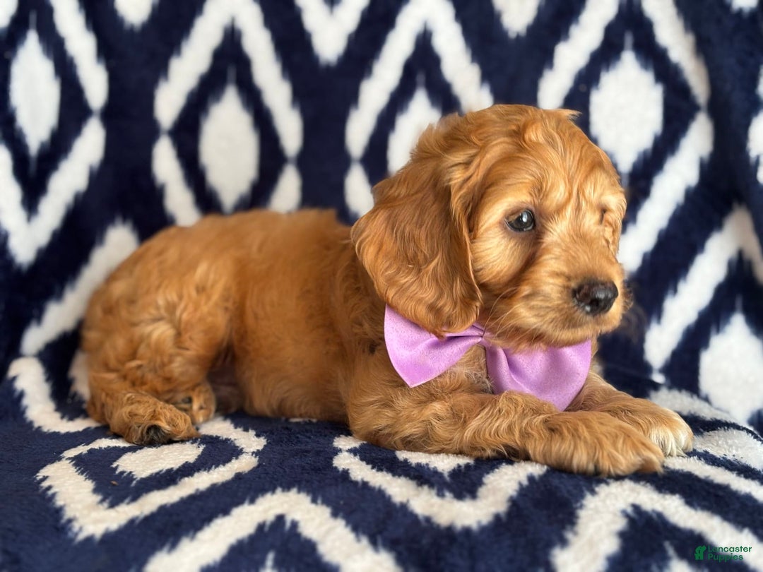 Cockapoo dogs for sale: Bubba - Image 2