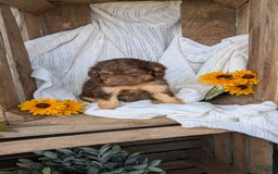 Cockapoo dogs for sale: Heaven - Image 2