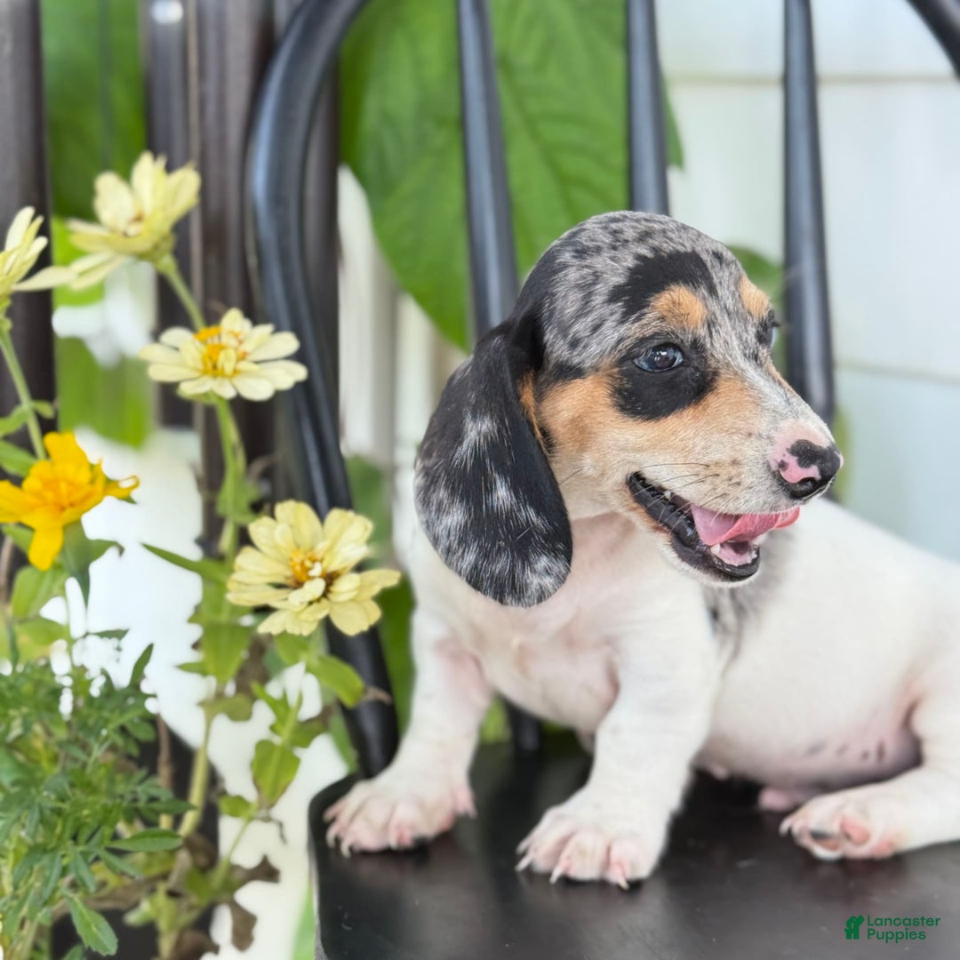 Miniature Dachshund dogs for sale: Bentley - Image 9