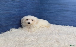 Maltipoo dogs for sale: Felicity - Image 6