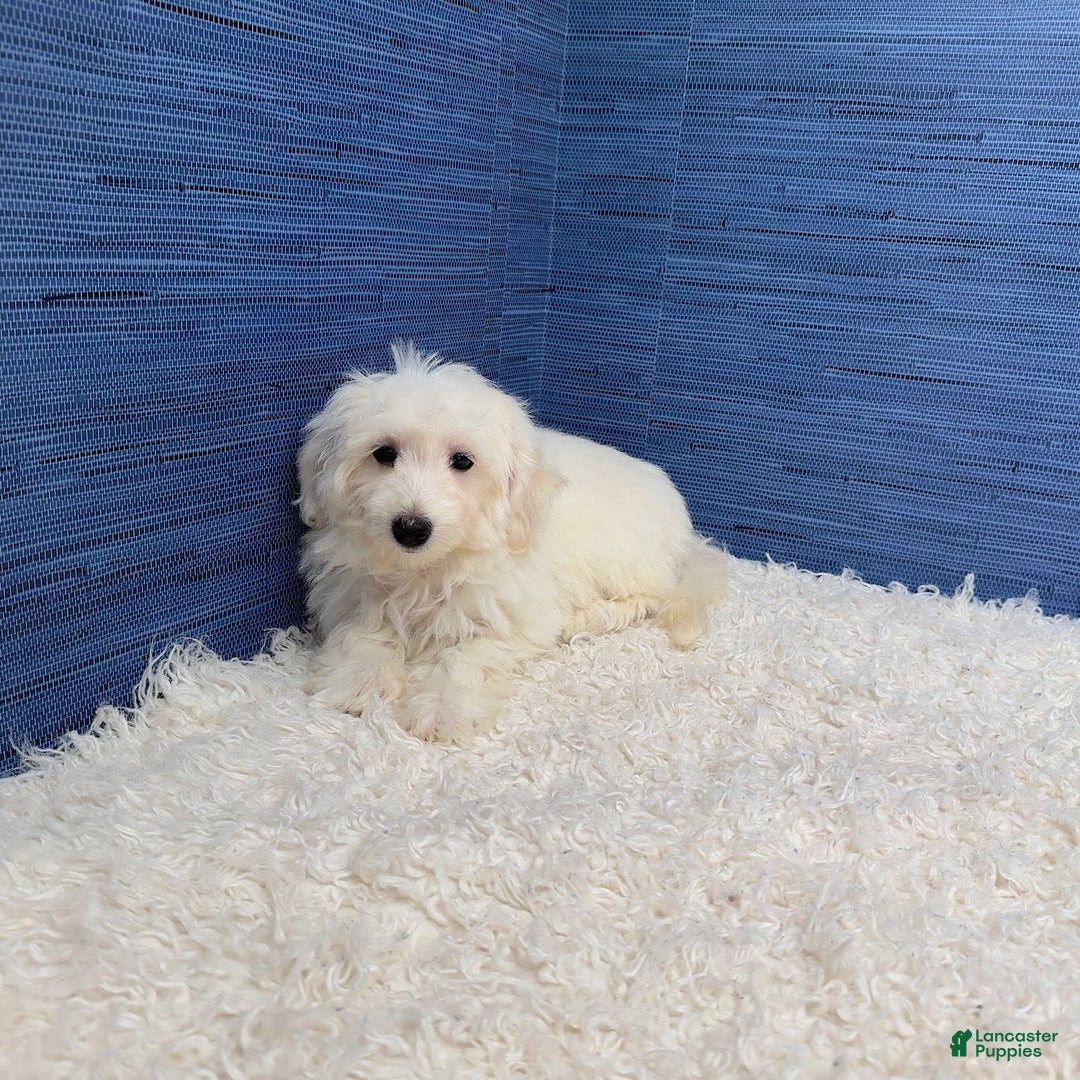 Maltipoo dogs for sale: Felicity - Image 6