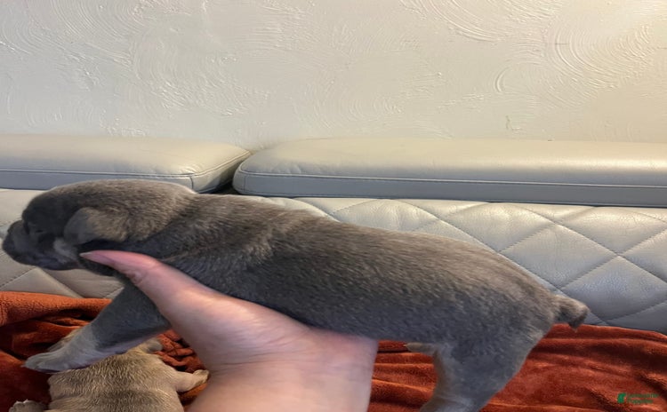 American Bully dogs for sale - Ad 1