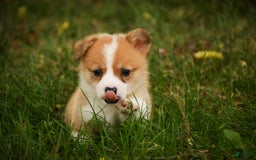 Welsh Corgi Pembroke dogs for sale: Custard - Image 3