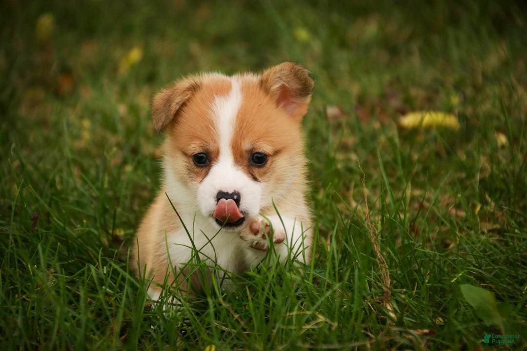 Welsh Corgi Pembroke dogs for sale: Custard - Image 3