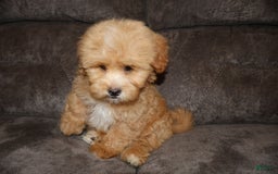 Shihpoo dogs for sale: Shih-Poo 2 puppies - Image 3