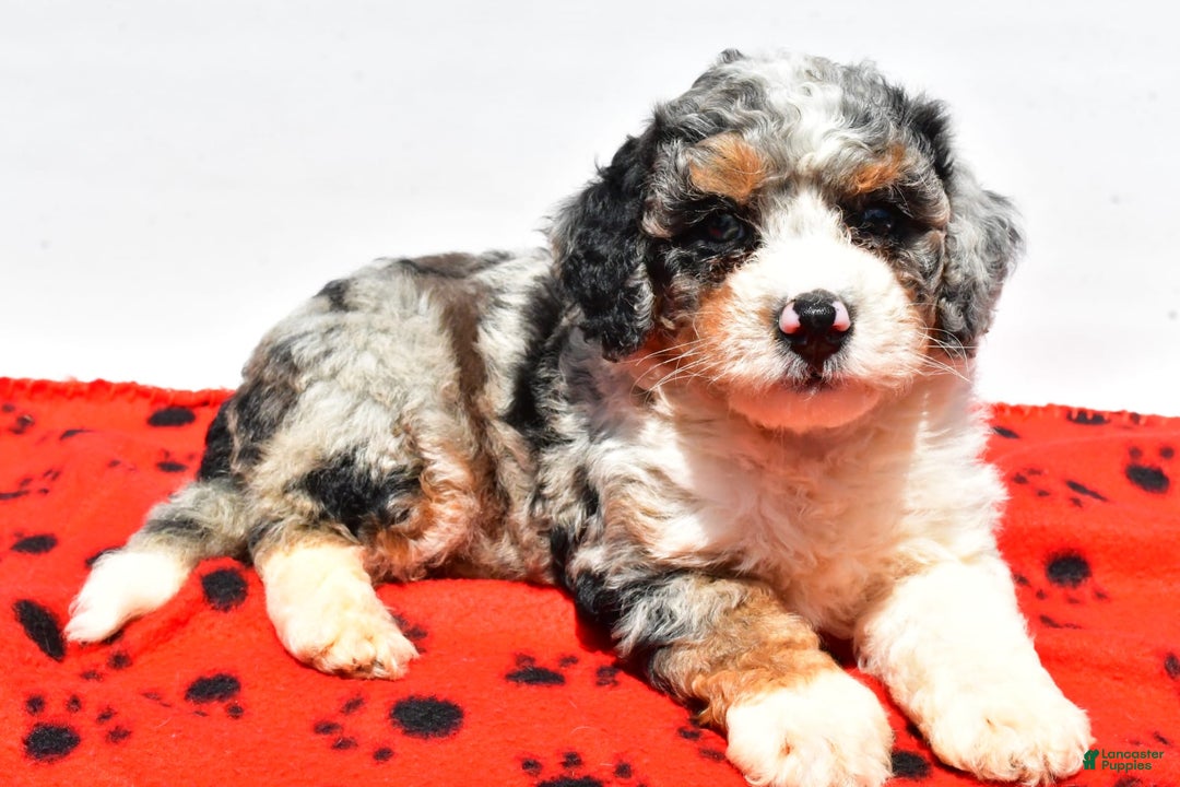 Mini Bernedoodle dogs for sale: Roscoe - Image 3