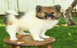 Pomeranian dogs for sale: Jimmy - Image 8