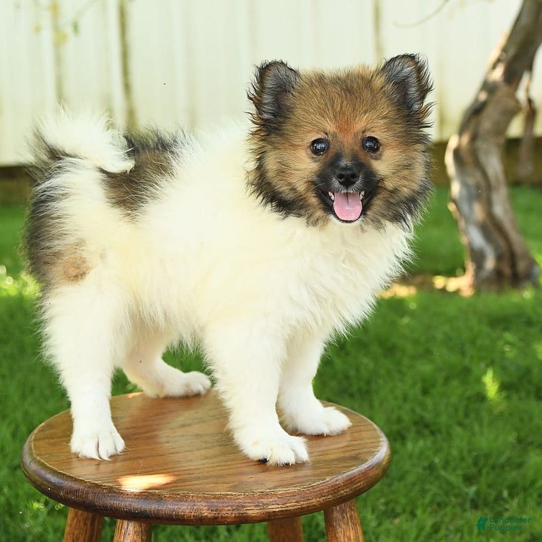 Pomeranian dogs for sale: Jimmy - Image 8