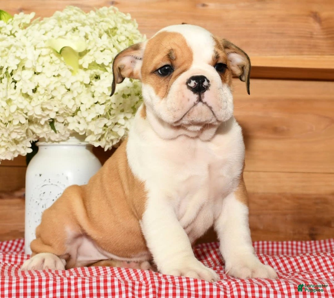 Beabull dogs for sale: Chief - Image 7