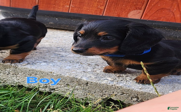 Miniature Dachshund dogs for sale - Ad 4