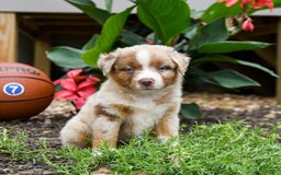 Miniature Australian Shepherd dogs for sale: Daisy - Image 2