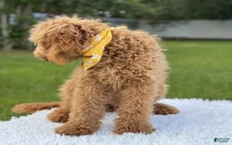 Mini Goldendoodle dogs for sale: Apollo - Image 3