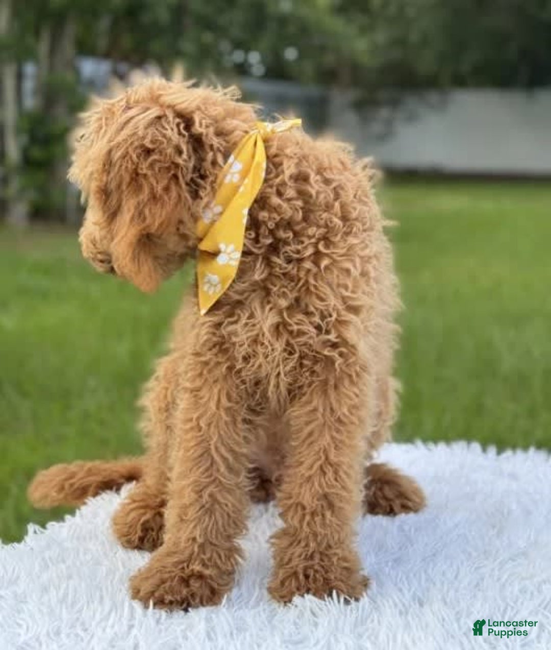 Mini Goldendoodle dogs for sale: Apollo - Image 3