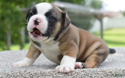 French Bulldog dogs for sale: Bentley mini bulldogge - Image 22