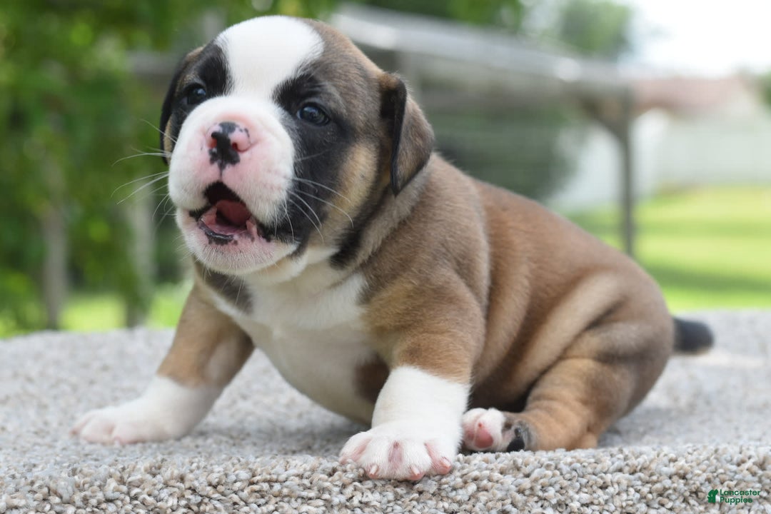French Bulldog dogs for sale: Bentley mini bulldogge - Image 22