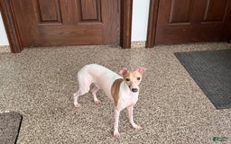 Italian Greyhound dogs for sale: Robbie - Image 4