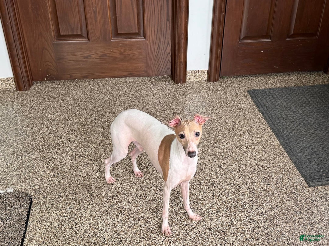 Italian Greyhound dogs for sale: Robbie - Image 4