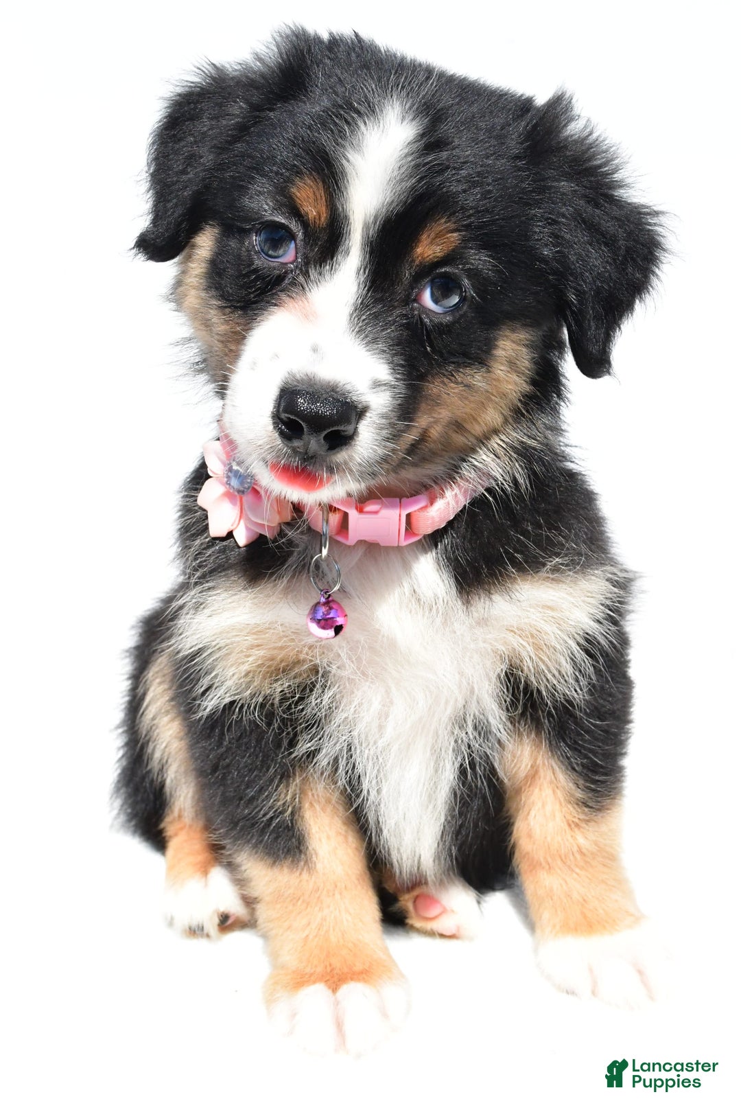 Australian Shepherd dogs for sale: Kiki - Image 3