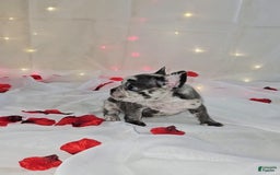 French Bulldog dogs for sale: Missy - Image 1