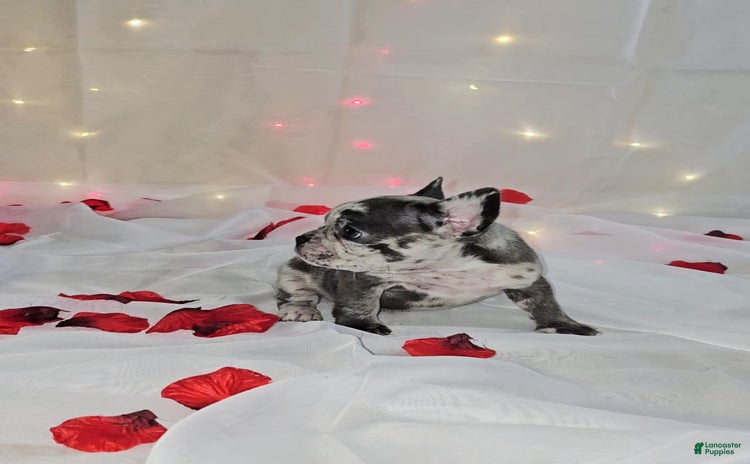 French Bulldog dogs for sale - Ad 2