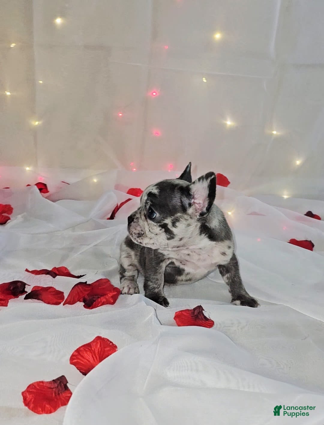 French Bulldog dogs for sale: Missy - Image 1