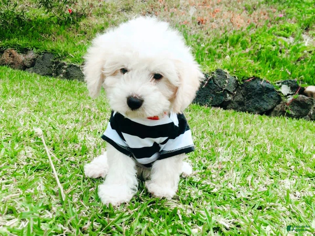 Maltipoo dogs for sale: Cookie - Image 10