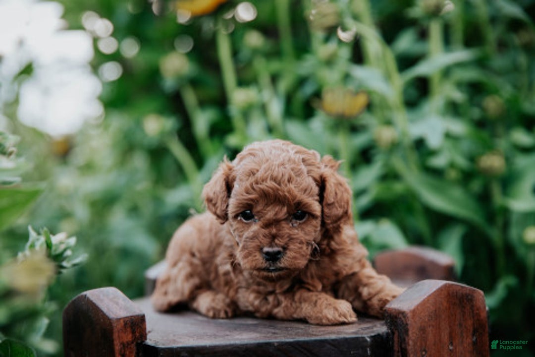 Mini Goldendoodle dogs for sale: Chloe - Image 1