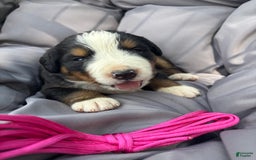 Bernese Mountain Dog dogs for sale: Pink - Image 1