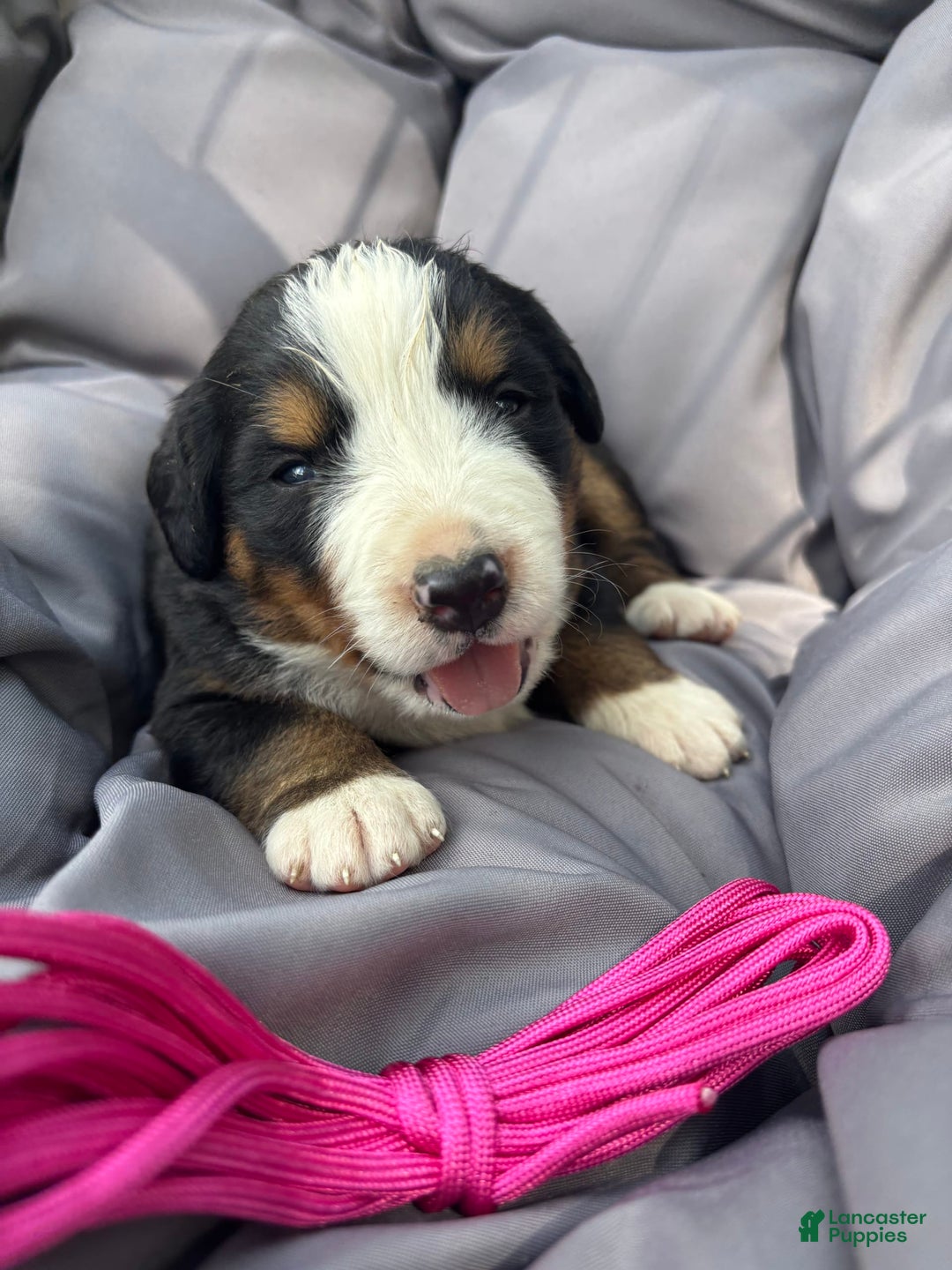 Bernese Mountain Dog dogs for sale: Pink - Image 1