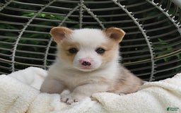 Welsh Corgi Pembroke dogs for sale: Thorne - Image 3