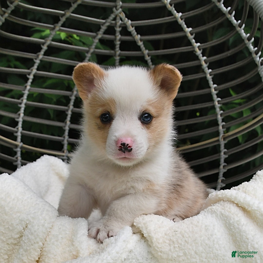 Welsh Corgi Pembroke dogs for sale: Thorne - Image 3