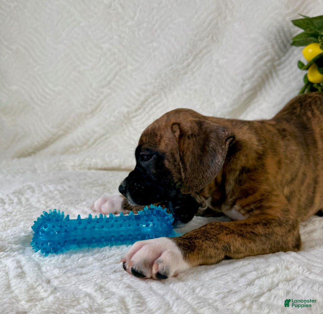 Boxer dogs for sale: Bruno - Image 10