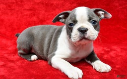 Boston Terrier dogs for sale: Jenny - Image 3