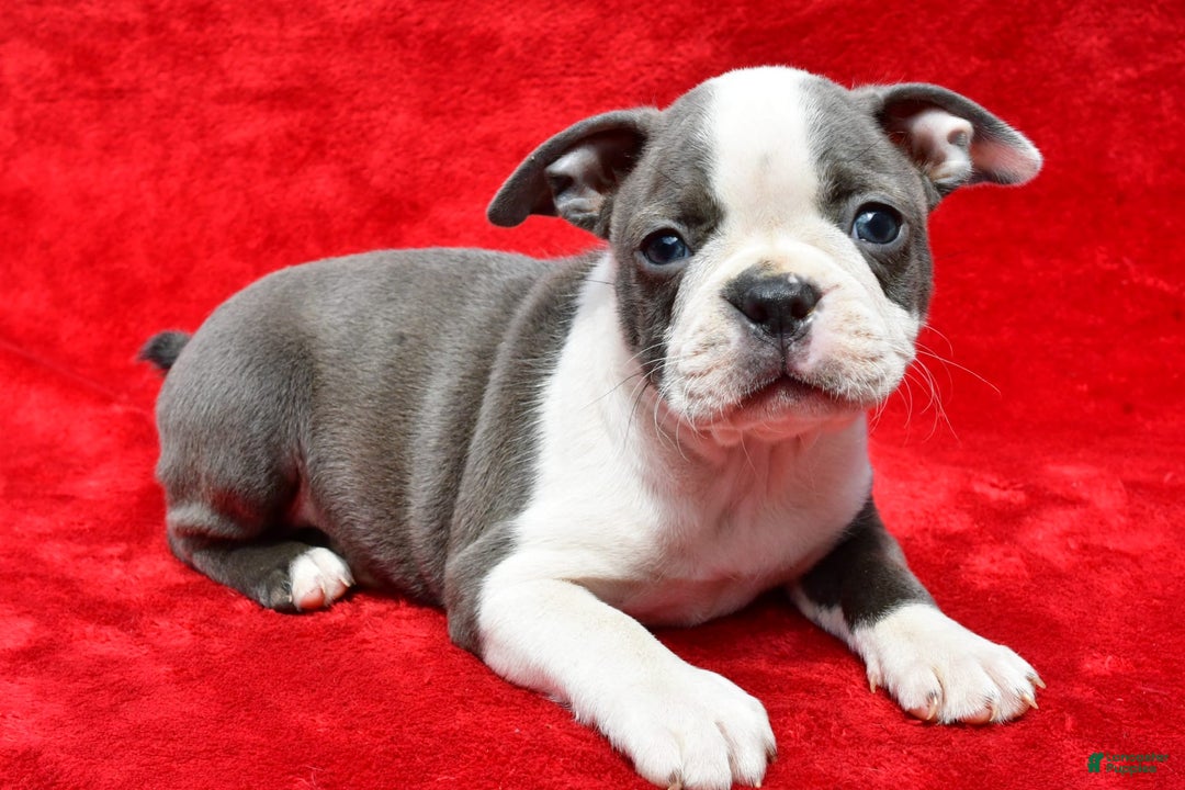 Boston Terrier dogs for sale: Jenny - Image 3