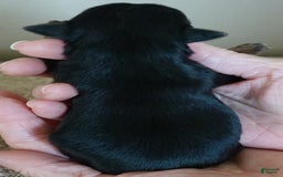 Yorkshire Terrier dogs for sale: Nessie - Image 11