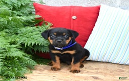 Rottweiler dogs for sale: Rascal - Image 5