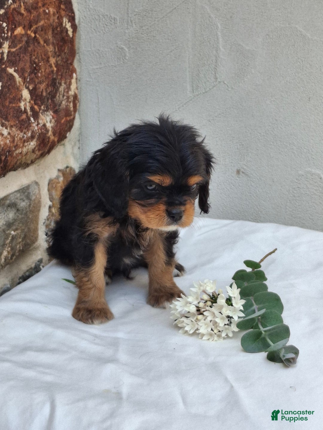 Cavalier King Charles Spaniel dogs for sale: Sprinkles - Image 8